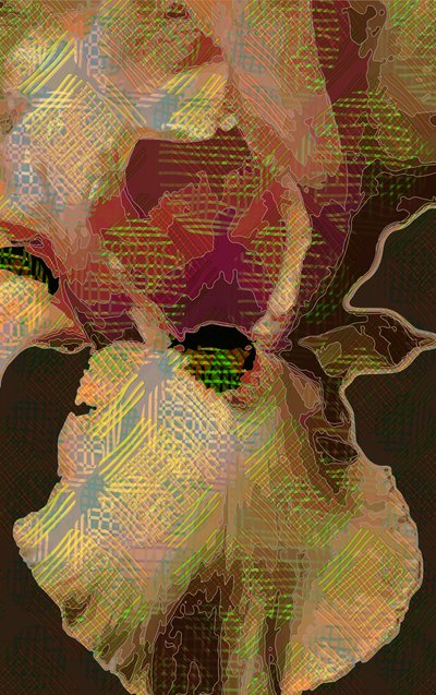 Bart-Iris von Scott J. Davis